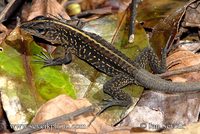 Ameiva festiva