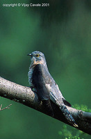Common Hawk Cuckoo - Cuculus varius