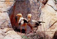 Egyptian Vulture - Neophron percnopterus