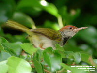 Dark-necked Tailorbird - Orthotomus atrogularis