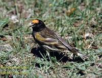 Fire-fronted Serin - Serinus pusillus