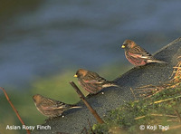Asian Rosy Finch - Leucosticte arctoa