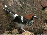 Chestnut-naped Forktail - Enicurus ruficapillus