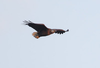 Madagascar Fish-Eagle (Haliaeetus vociferoides) photo