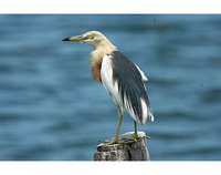 Javan Pond-Heron - Ardeola speciosa