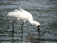 Royal Spoonbill - Platalea regia