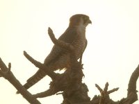 Red-necked Falcon - Falco chicquera