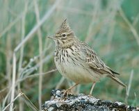 Thekla Lark (Galerida theklae) photo