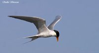 River Tern - Sterna aurantia