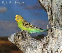 Budgerigar - Melopsittacus undulatus