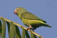 Tui Parakeet - Brotogeris sanctithomae