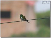 Dideric Cuckoo - Chrysococcyx caprius