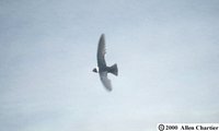 White-collared Swift - Streptoprocne zonaris