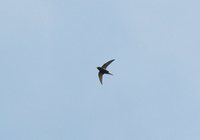 Brown-backed Needletail - Hirundapus giganteus