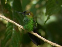 Violet-fronted Brilliant - Heliodoxa leadbeateri