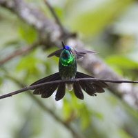 Violet-fronted Brilliant - Heliodoxa leadbeateri