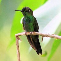 Violet-fronted Brilliant - Heliodoxa leadbeateri