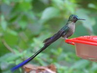 Violet-tailed Sylph - Aglaiocercus coelestis