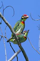 Coppersmith Barbet - Megalaima haemacephala