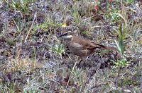 Stout-billed Cinclodes - Cinclodes excelsior