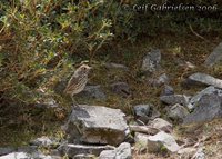 Stripe-headed Antpitta - Grallaria andicola