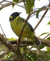 Green-and-black Fruiteater - Pipreola riefferii