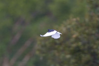 White-tailed Cotinga - Xipholena lamellipennis