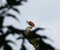 Three-wattled Bellbird - Procnias tricarunculata