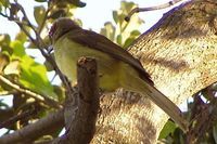 Yellow-bellied Greenbul - Chlorocichla flaviventris