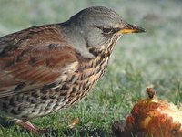 Fieldfare - Turdus pilaris