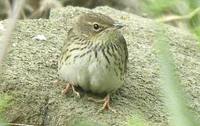 Lanceolated Warbler - Locustella lanceolata