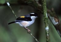 White-browed Shrike-Babbler - Pteruthius flaviscapis