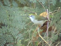 Christmas Island White-eye - Zosterops natalis