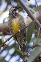 Red Wattlebird - Anthochaera carunculata