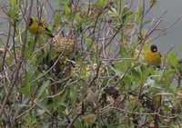 Hooded Siskin - Carduelis magellanica