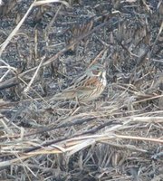 Chestnut-eared Bunting - Emberiza fucata