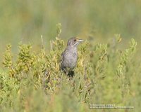 Seaside Sparrow - Ammodramus maritimus