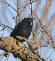 Rusty Blackbird - Euphagus carolinus