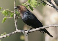 Brown-headed Cowbird - Molothrus ater