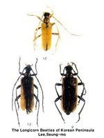 우리꽃하늘소 - Macropidonia bicolor