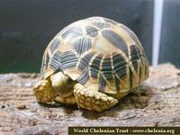 Burmese Star Tortoise, Geochelone platynota