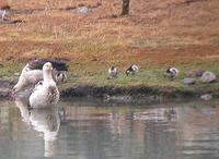 Andean Goose