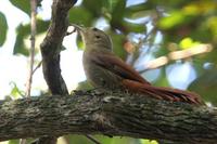 Olivaceous  woodcreeper   -   Sittasomus  griseicapillus