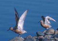 Red Knots at MSP © Eric Caine