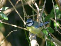 Chapim azul - Cyanistes caeruleus (Parus caeruleus) - Blue Tit