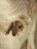 Young joey kangaroo peering from its mothers pouch D155V stock photo