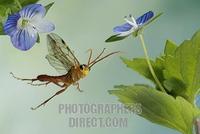 sawfly ( Tenthredopsis sordida ) stock photo