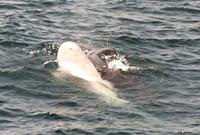 albino pilot whale