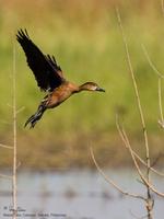 Wandering Whistling-Duck Dendrocygna arcuata