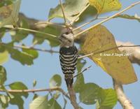 Grey-capped Pygmy Woodpecker